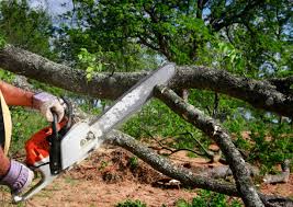 Best Emergency Tree Removal  in Austintown, OH